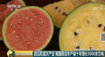吃瓜群众 西瓜 瓜子,西瓜与瓜子的奇妙之旅