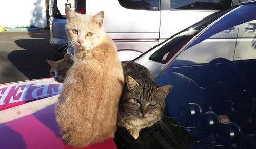 猫吃瓜群众观战,吃瓜群众观战记