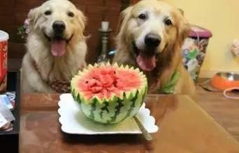 夏天的吃瓜狗群众,吃瓜群众欢乐多