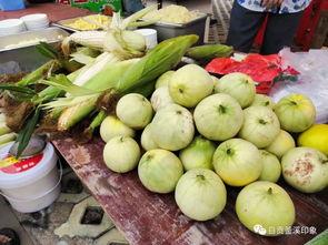 酥九九是吃瓜群众,揭秘吃瓜群众的趣味生活