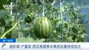 吃瓜群众口福来了,揭秘美食盛宴背后的故事