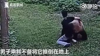 吃瓜群众大熊猫视频,萌态百出，萌翻网友