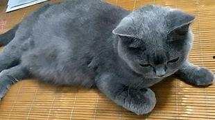 女主人猫吃瓜群众,揭秘吃瓜群众的趣味生活