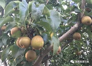 葡萄园群众吃瓜,群众共享丰收乐