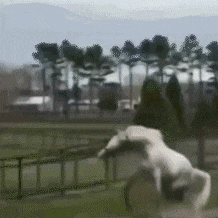 吃瓜群众动态表情,笑料百出，网络热传