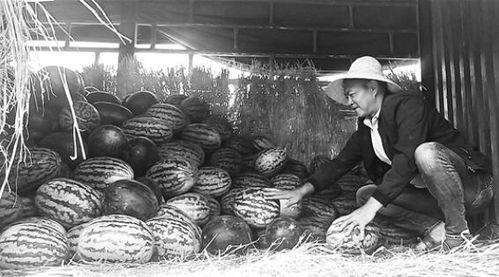 柴店岗吃瓜群众事件,一场网络围观下的社会现象解析