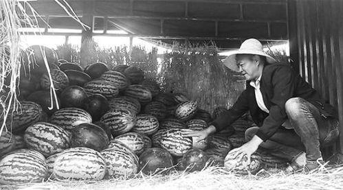 文县吃瓜群众事件真相视频,真相视频背后的真相