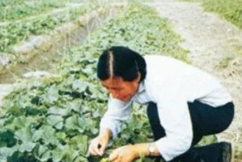 吃瓜群众吴明珠,揭秘娱乐圈幕后故事